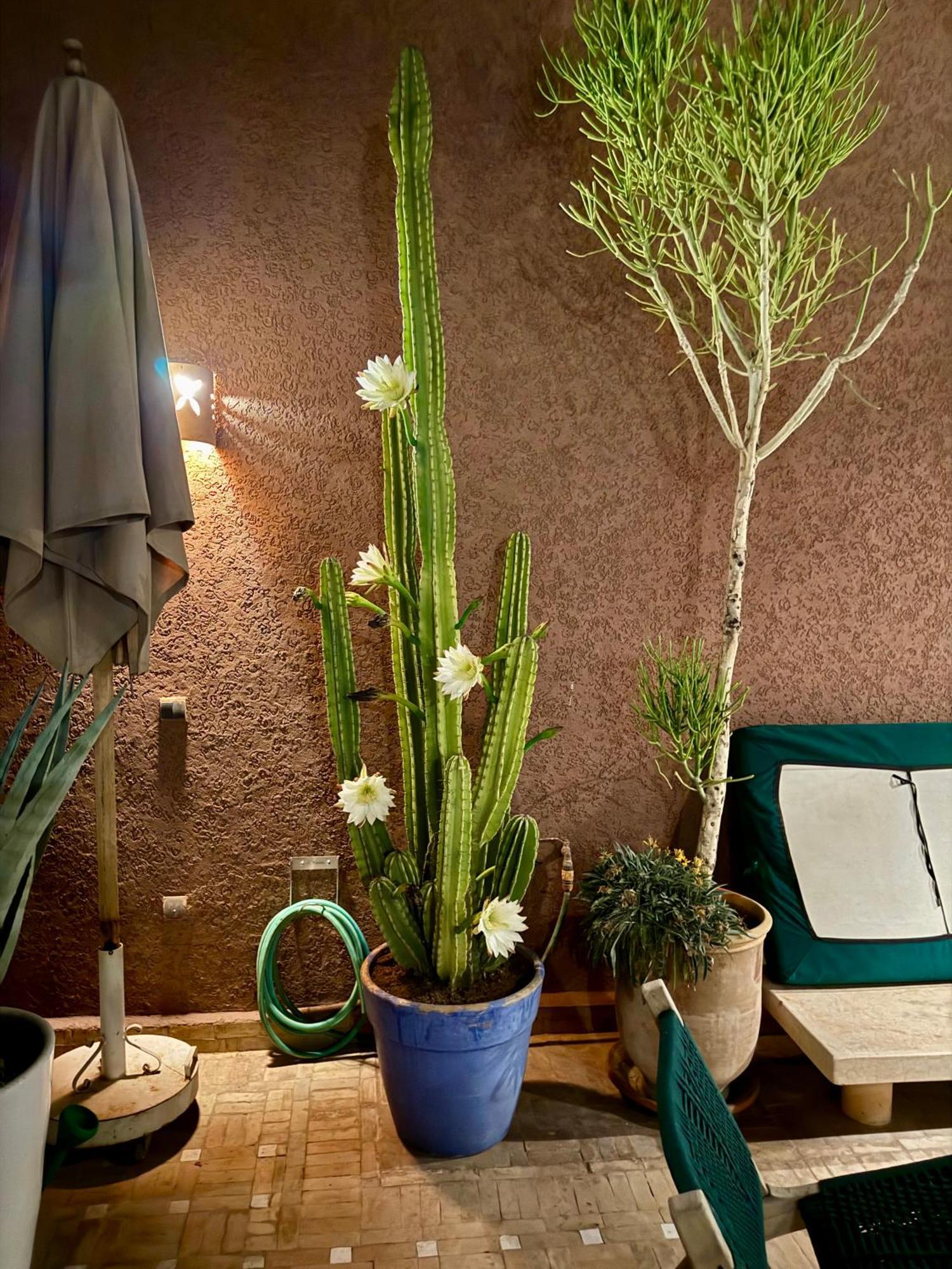 "Le 21", Exclusive Luxury Duplex 400M From Jemaa El Fna Place -Hammam-Jacuzzi-Koutoubia View-Roof Terrace -Speed Wifi 马拉喀什 外观 照片